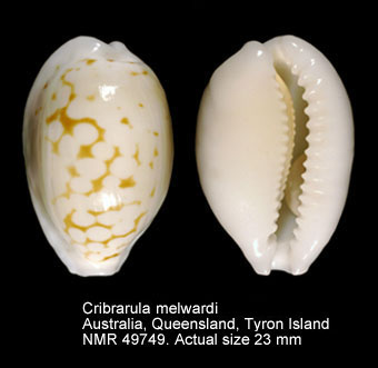 Cribrarula melwardi (2).jpg - Cribrarula melwardi (Iredale,1930)